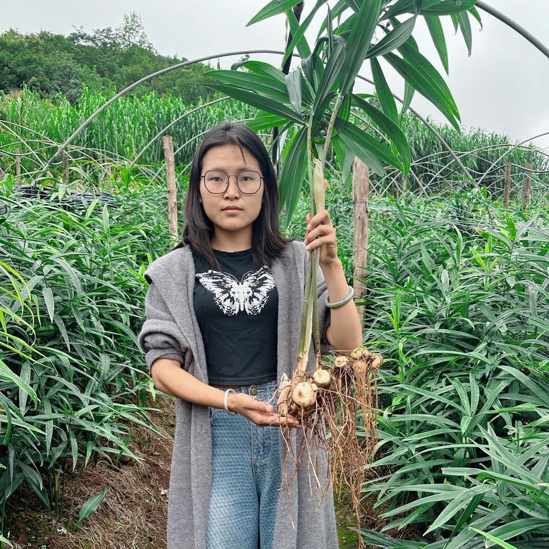 楚雄仙草园~罗艳