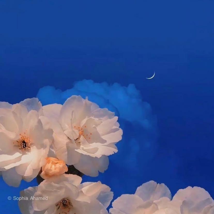 人间富贵花·Liu
