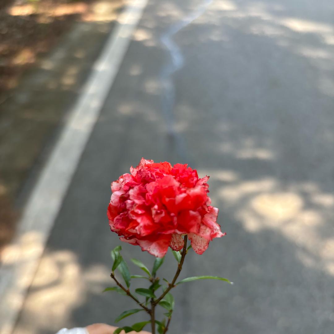 采蘑菇的小姑娘