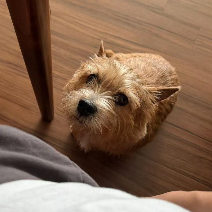 Libra（🇲🇴见过展丞版）