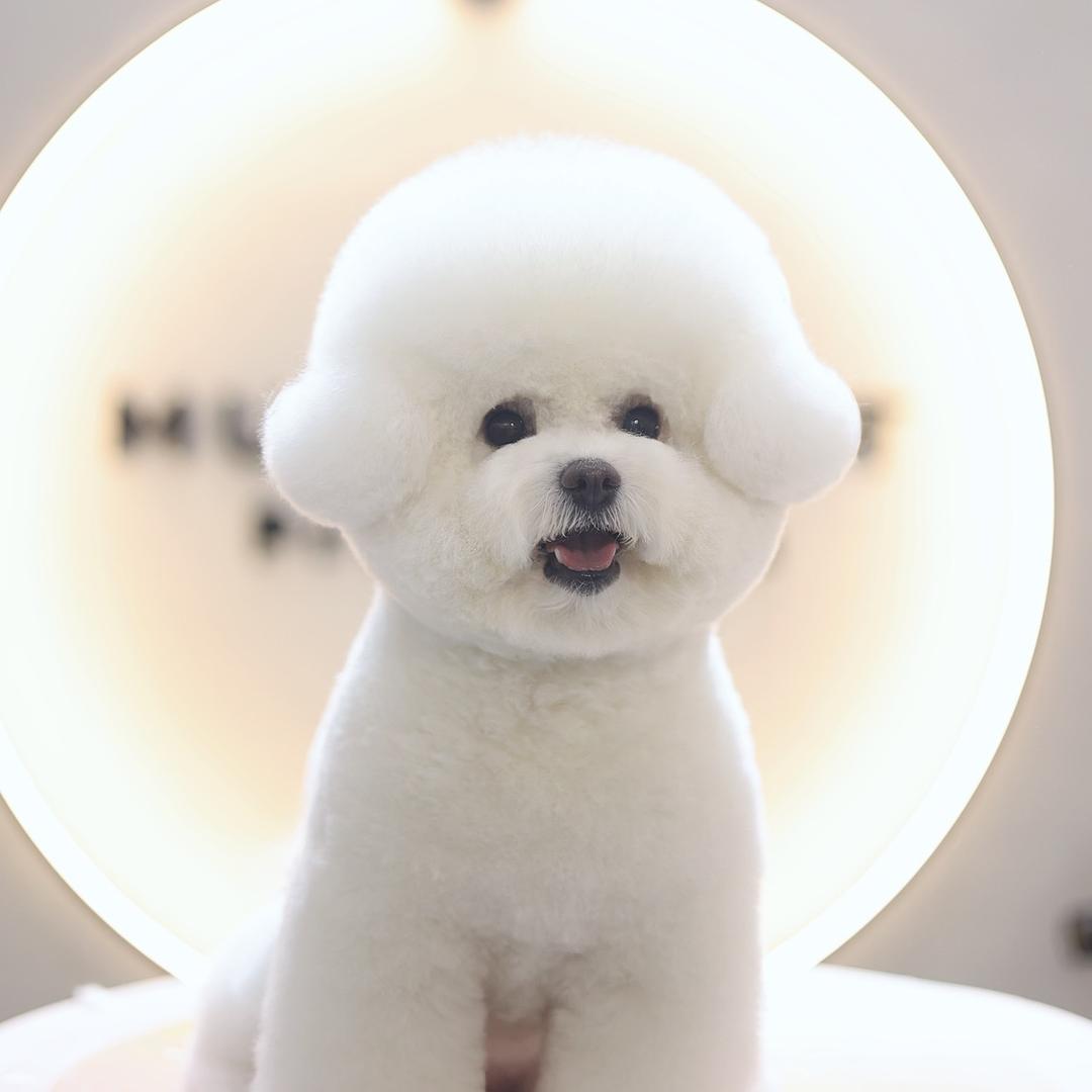 大耳朵布丁🐶