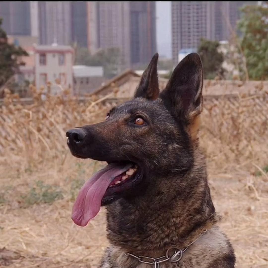 狼种犬