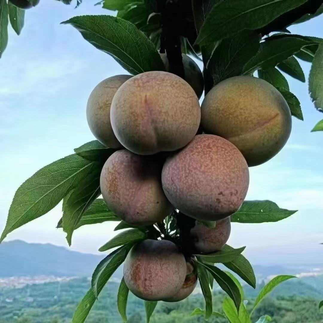 嵊州金庭桃形李之乡