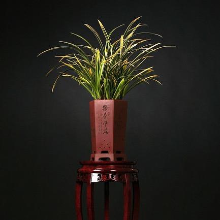 广东国兰馆(直播中)