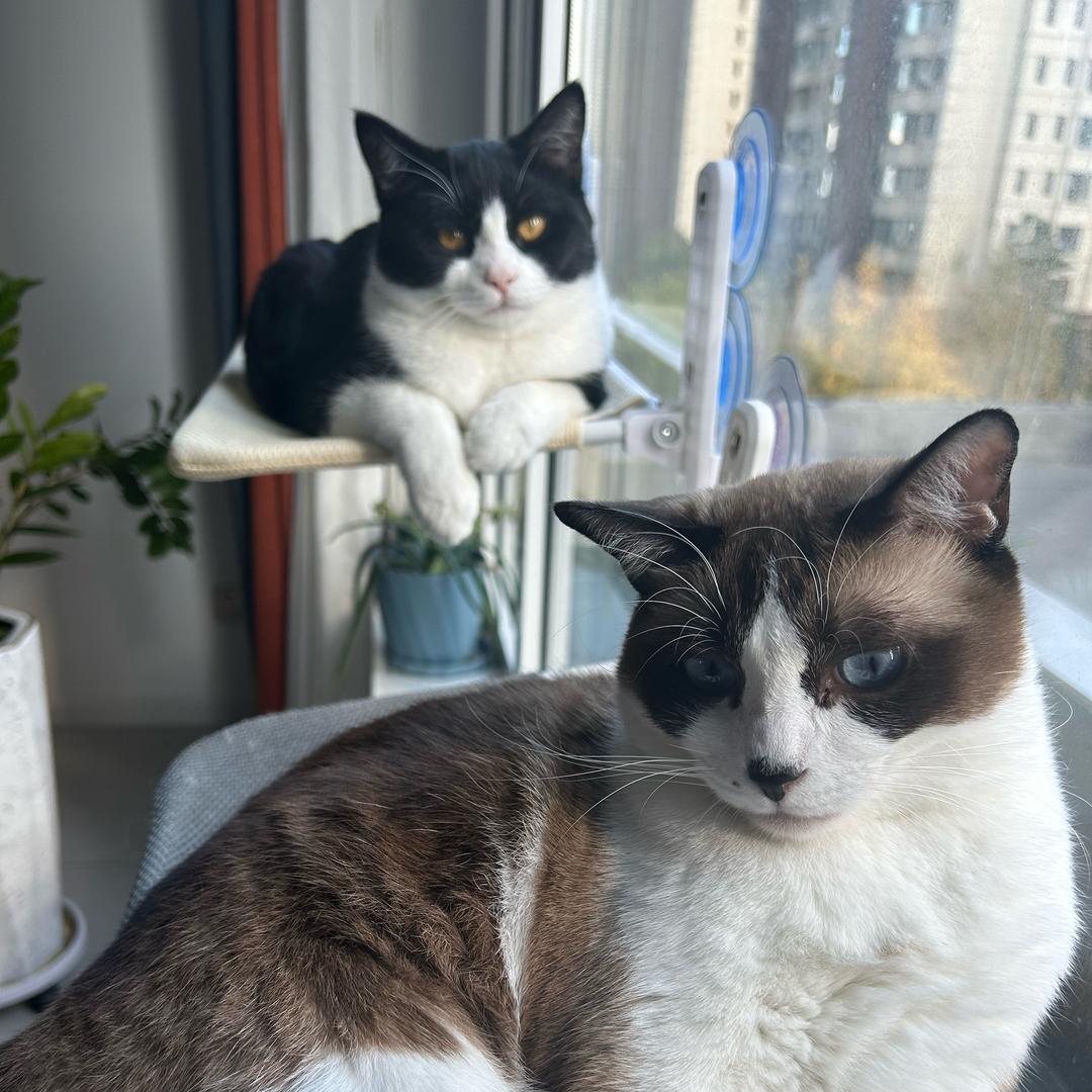 跳跳是只淘气喵（食品版）