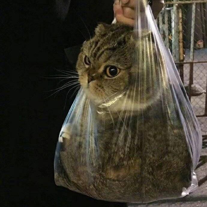 小哇爱睡觉