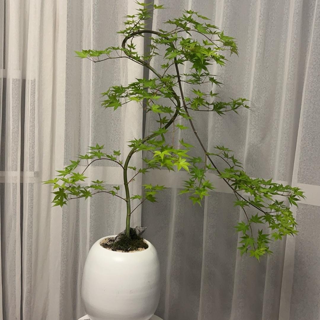 玲珑格格