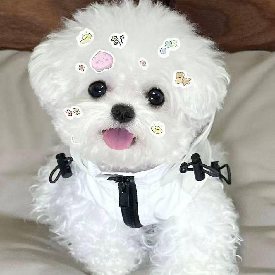 小猪熊犬舍