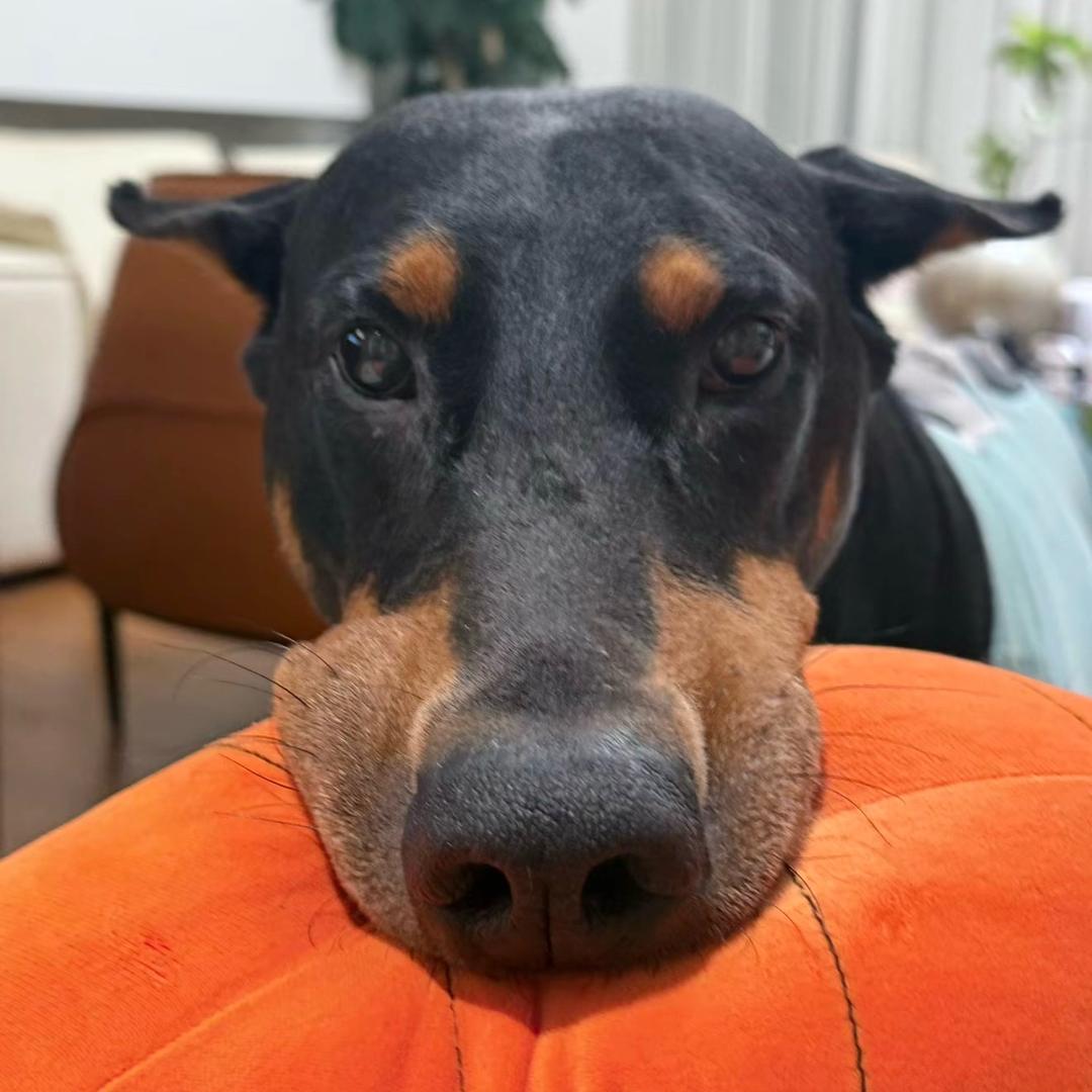 狼
