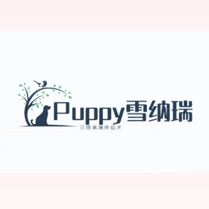 Puppy雪纳瑞（只做精品）