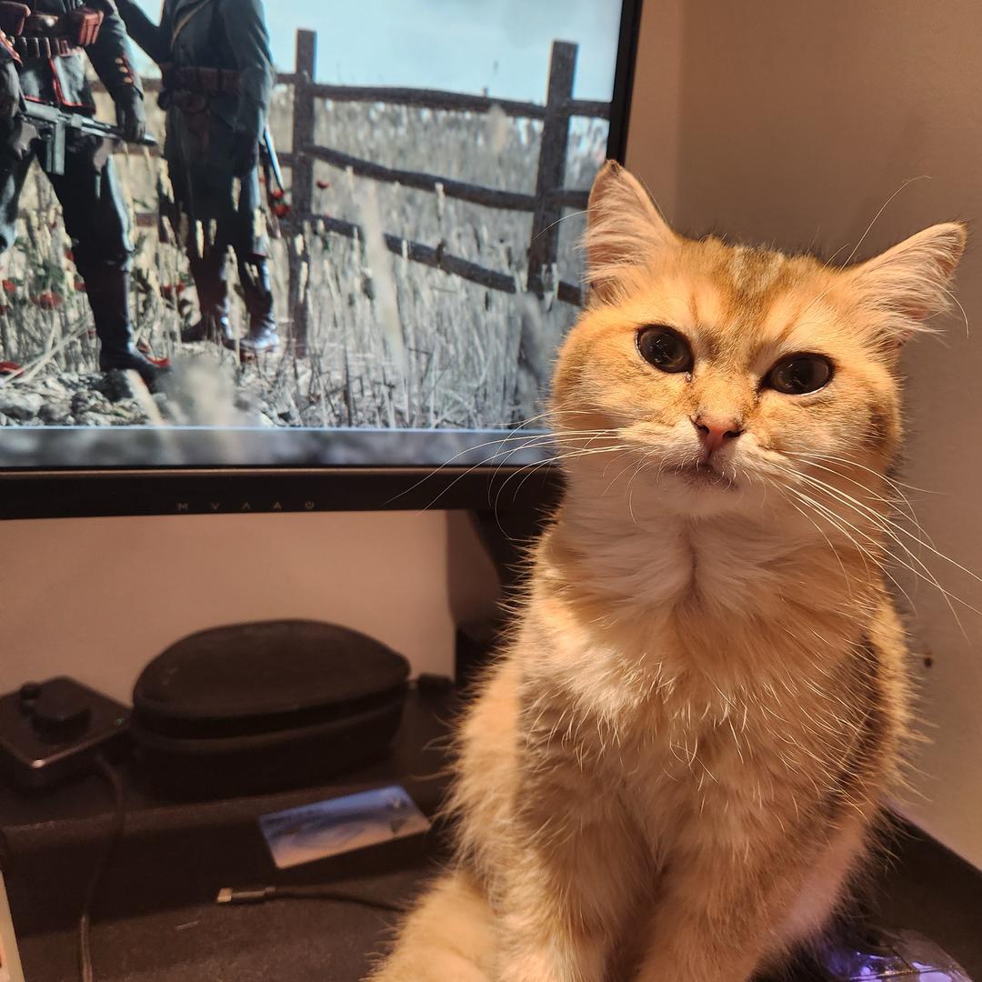 猪圈里面最肥的那一只