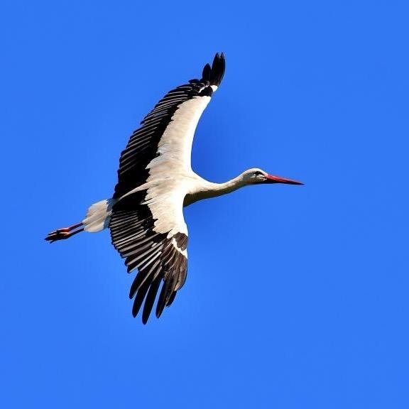 嘉士德全品类藏馆