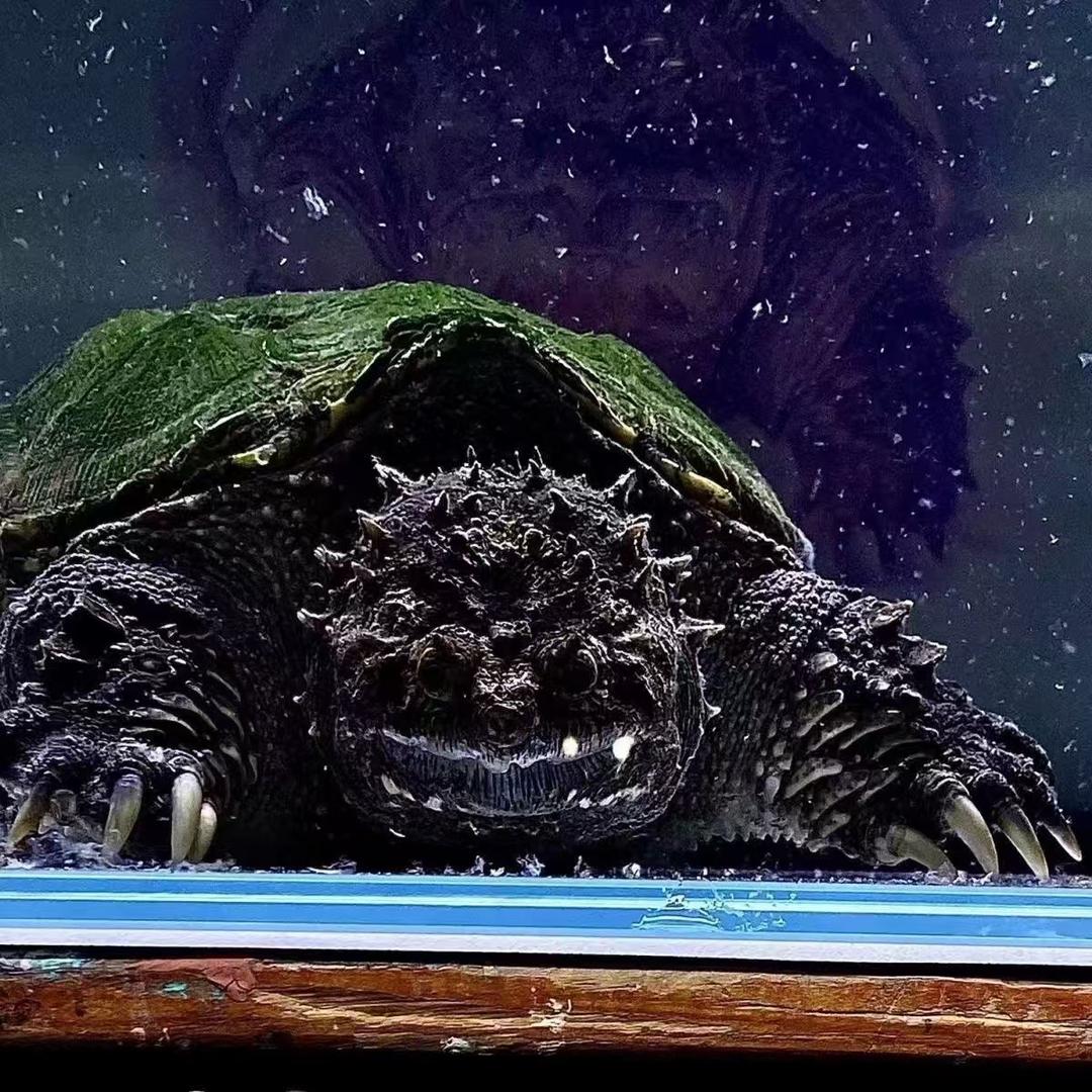 卡卡水族宠物龟