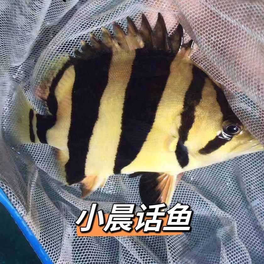 小晨话鱼