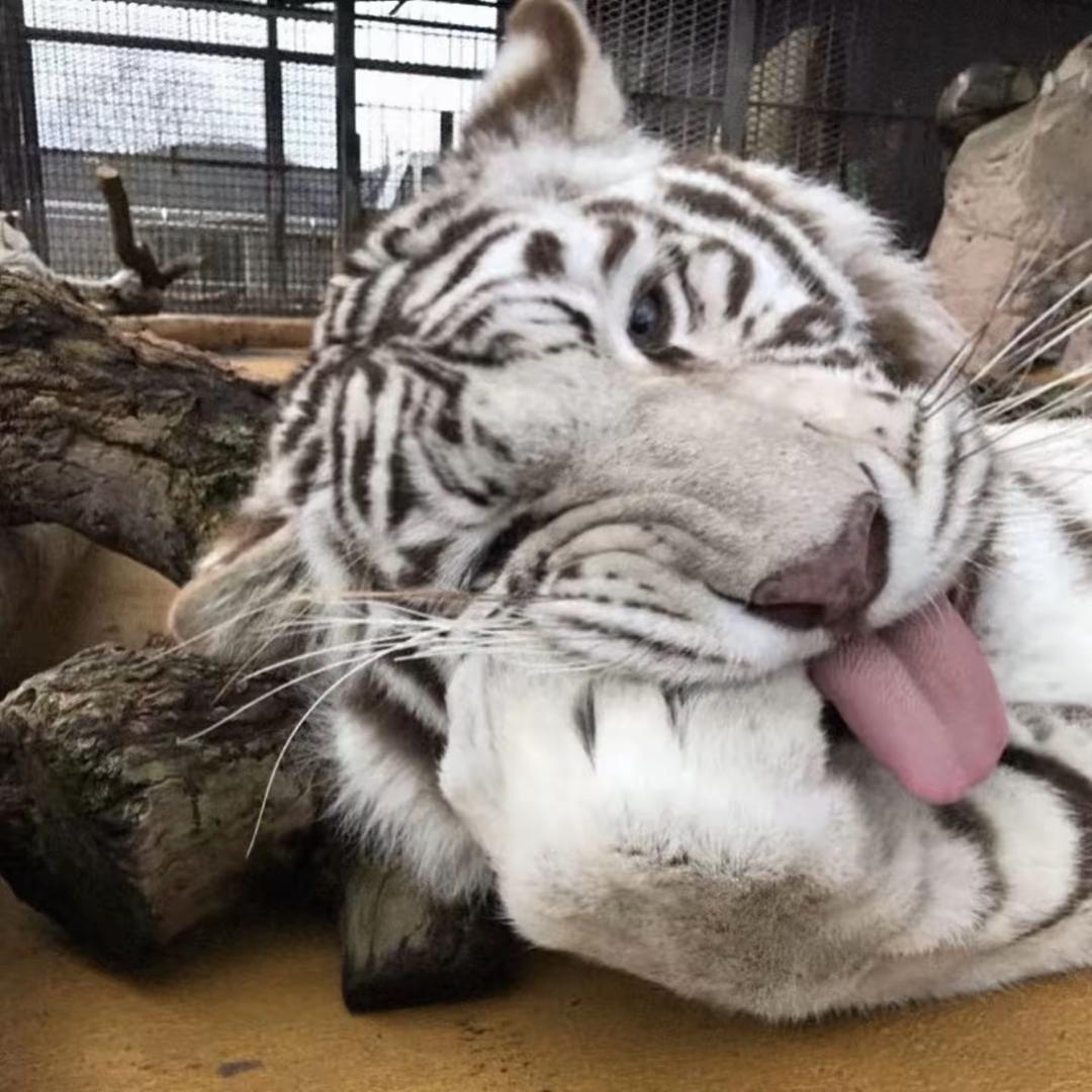飞飞鸿