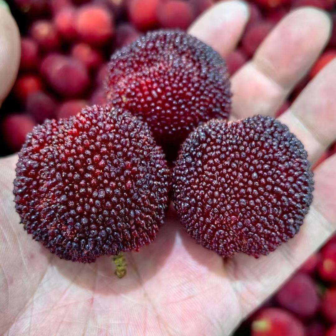 梅烦恼杨梅