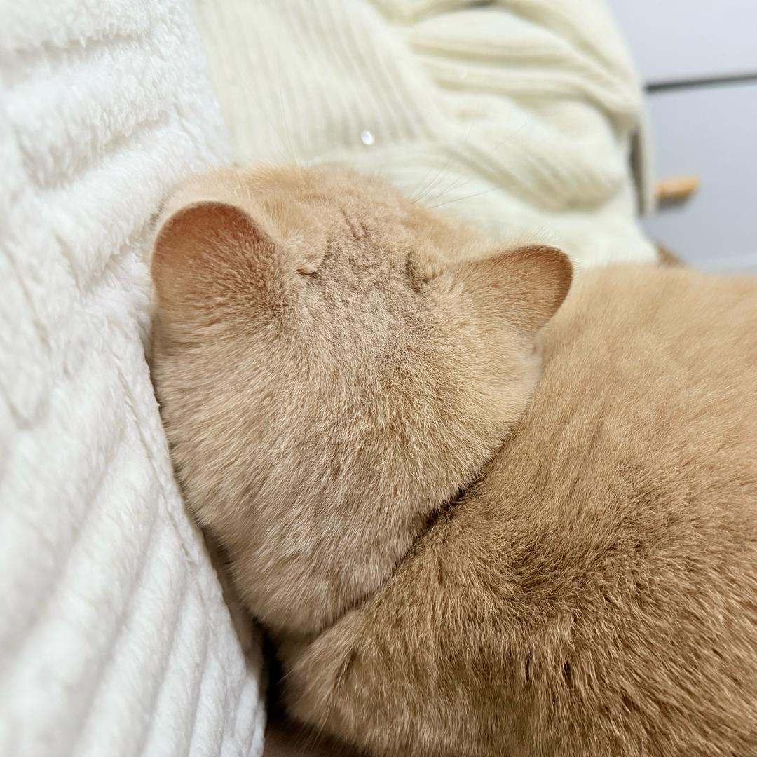 ༊稚三岁