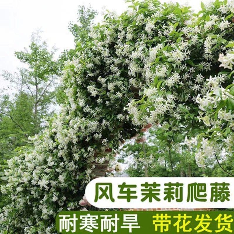 Know 植物优选