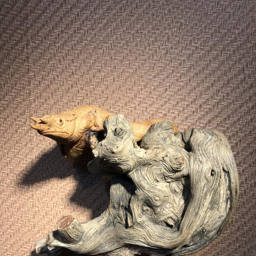 荆氣神盆景