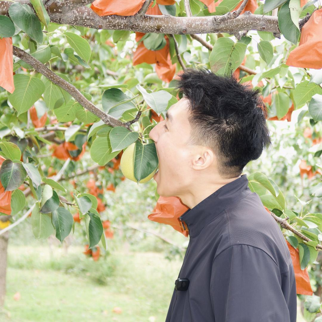 万华吉县苹果玉露香梨