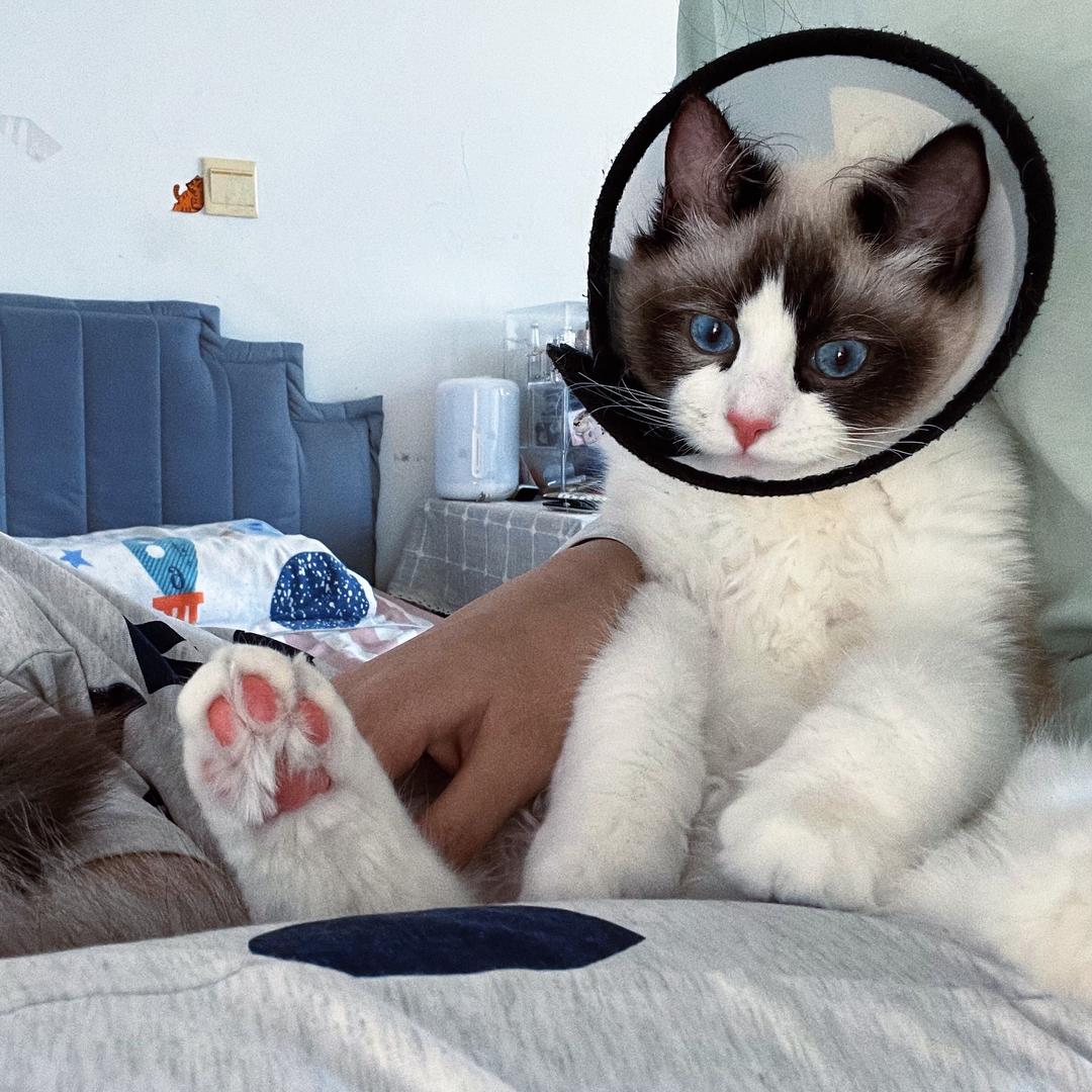 喜喜是只布偶猫