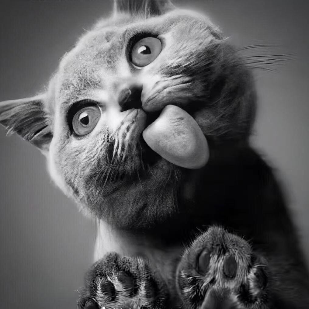 -🐾喵汪🐈爱萌宠（比熊）
