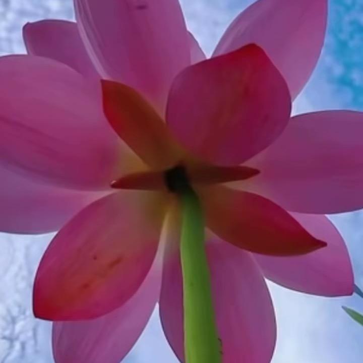 肖🌟🌟