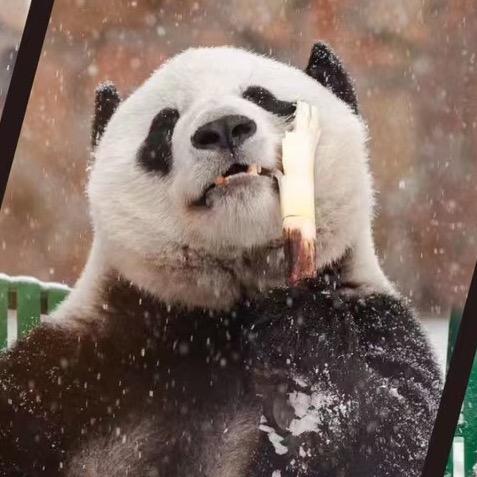 是狮狮不是诗诗