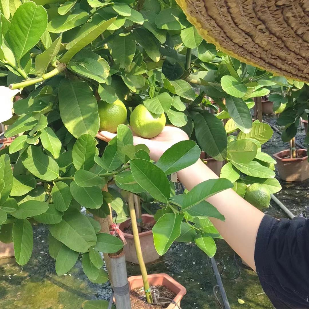 妍与妍花卉专营店