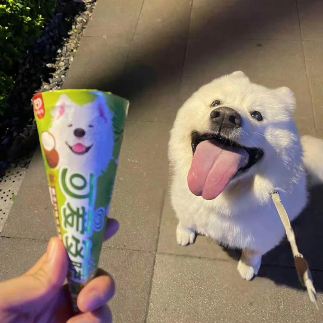 老毛毛
