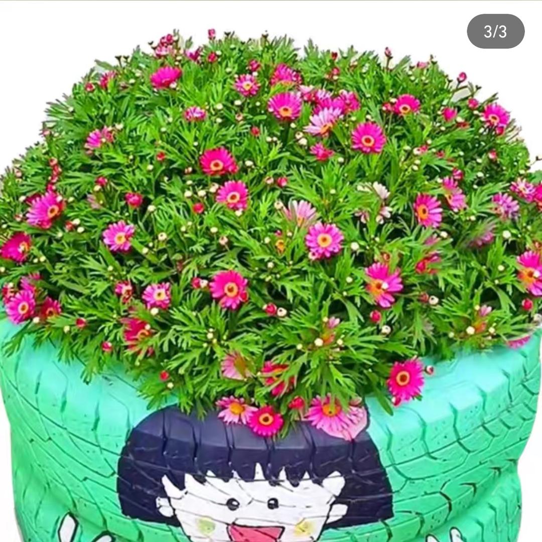 💞南宝💞°ꦿ⁵²º᭄