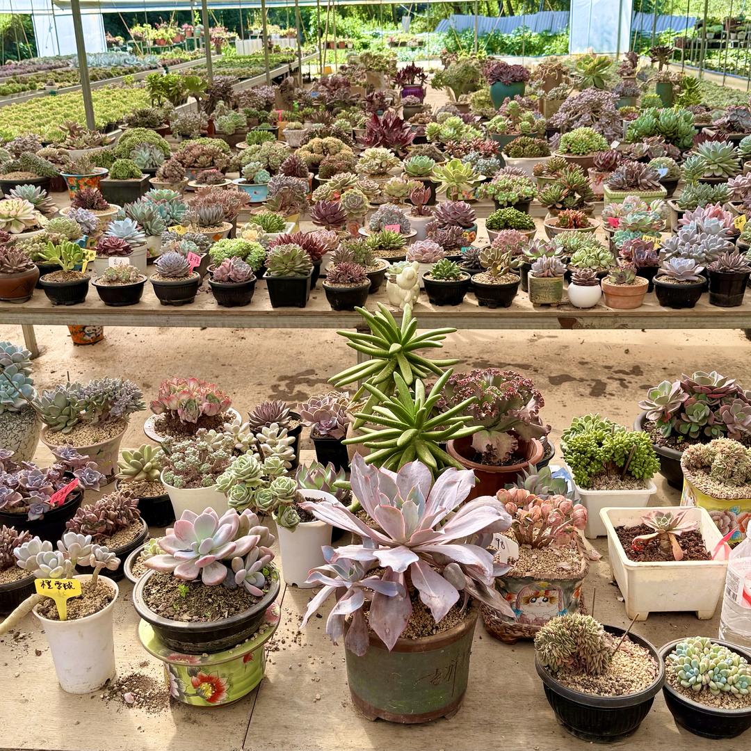 晋宁竹梦花卉创意小铺