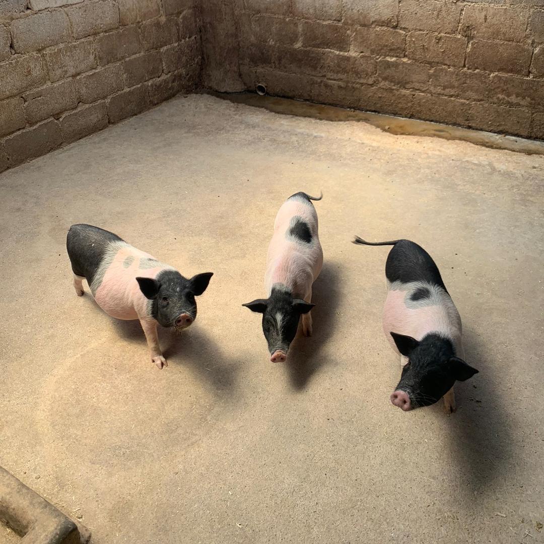 散养香猪小张🔥