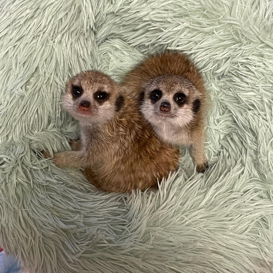 狐獴蜜袋鼯饲养者