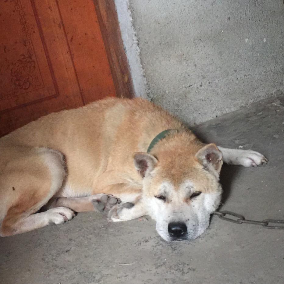 (航哥)高品质河池土猎之家