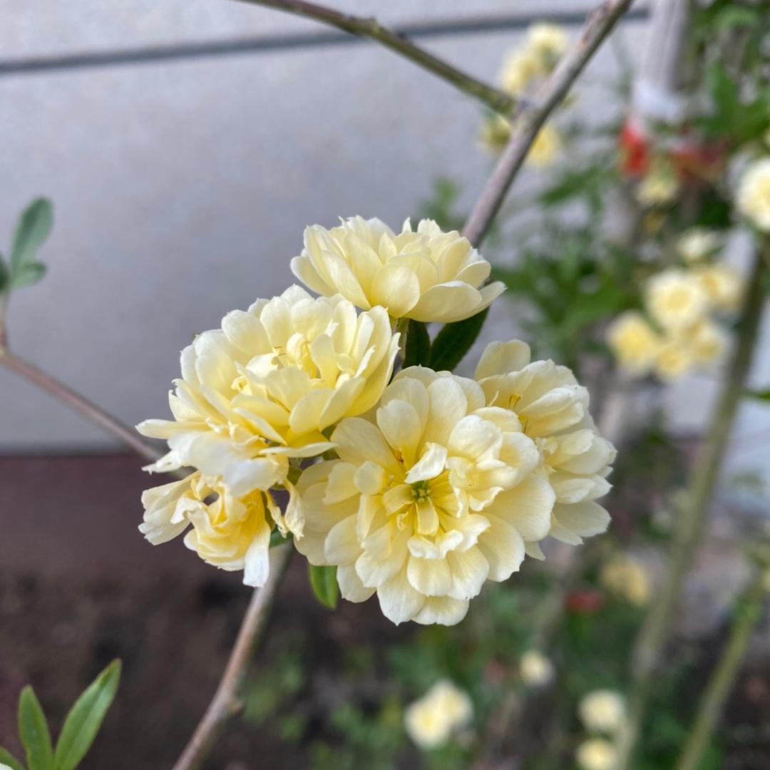 乡村阿风