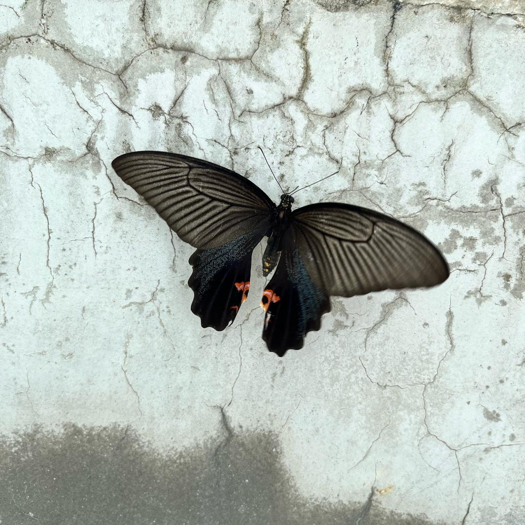 奇趣🐟🦐鱼虾观赏