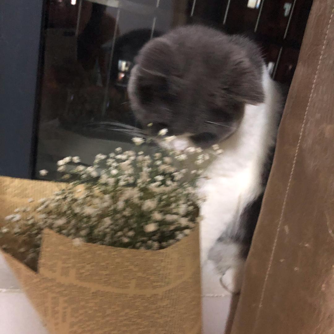 菠萝味橘子汽水🥤