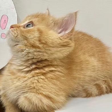 荔枝爱生活