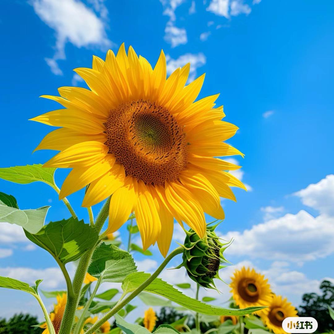 @向日葵🌻