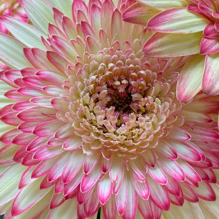 百花齐放