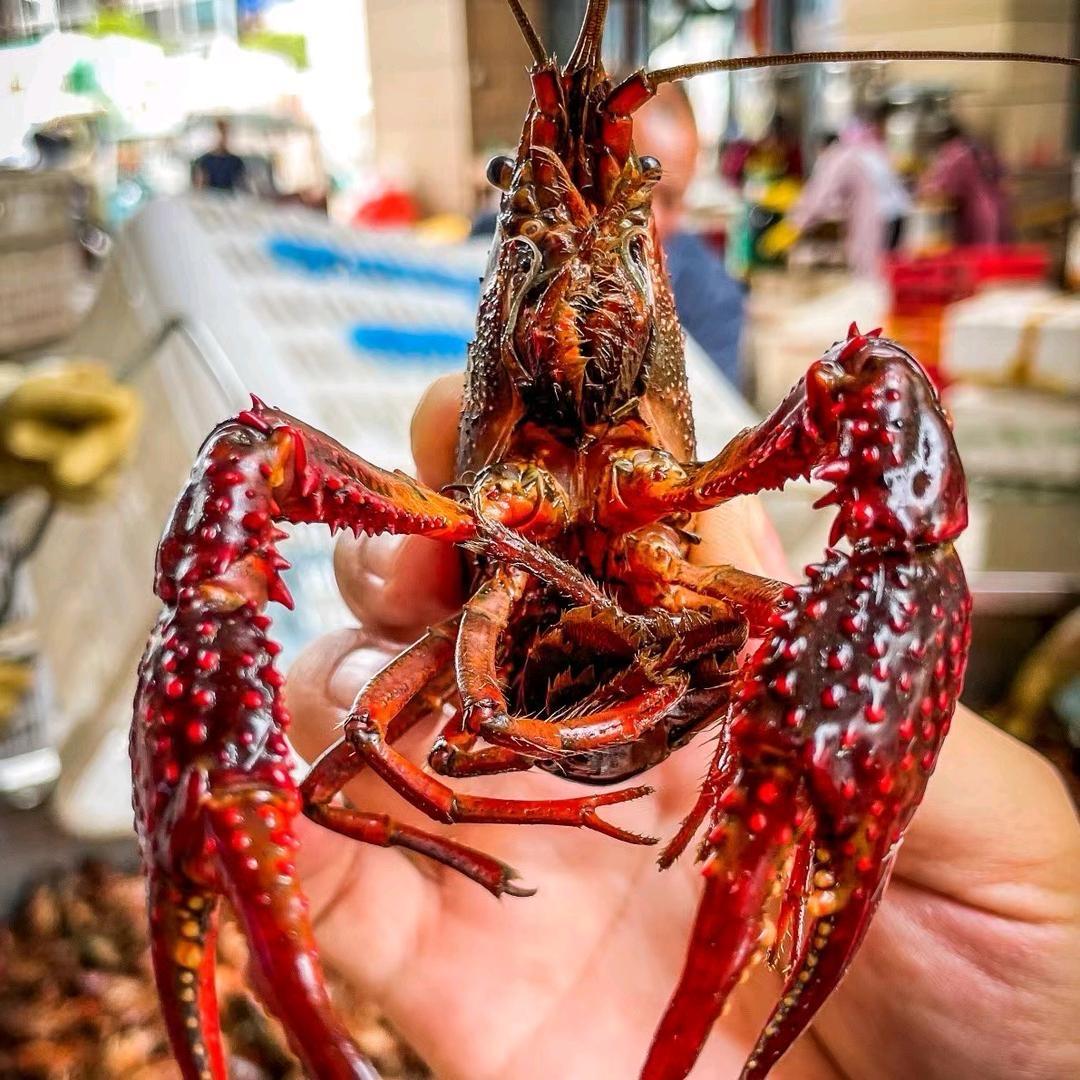 虾哥🦞小龙虾全网批发零售