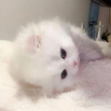 双