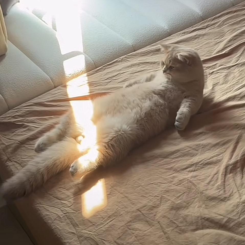 我是一条酸菜鱼，又酸又菜还多余