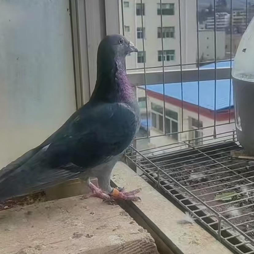 小泽鸽舍