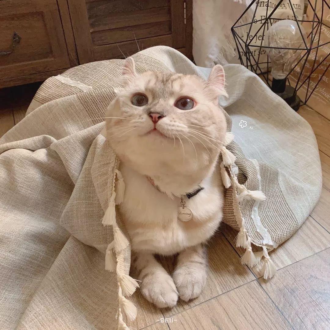 猫疯