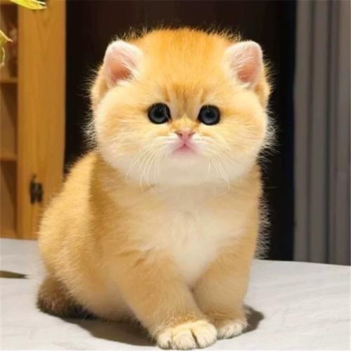 小哥的猫
