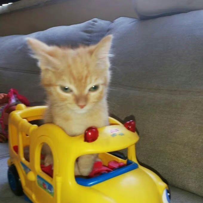 炸至表面金黄酥脆