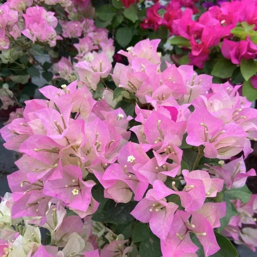 漳州市高新区六林花卉