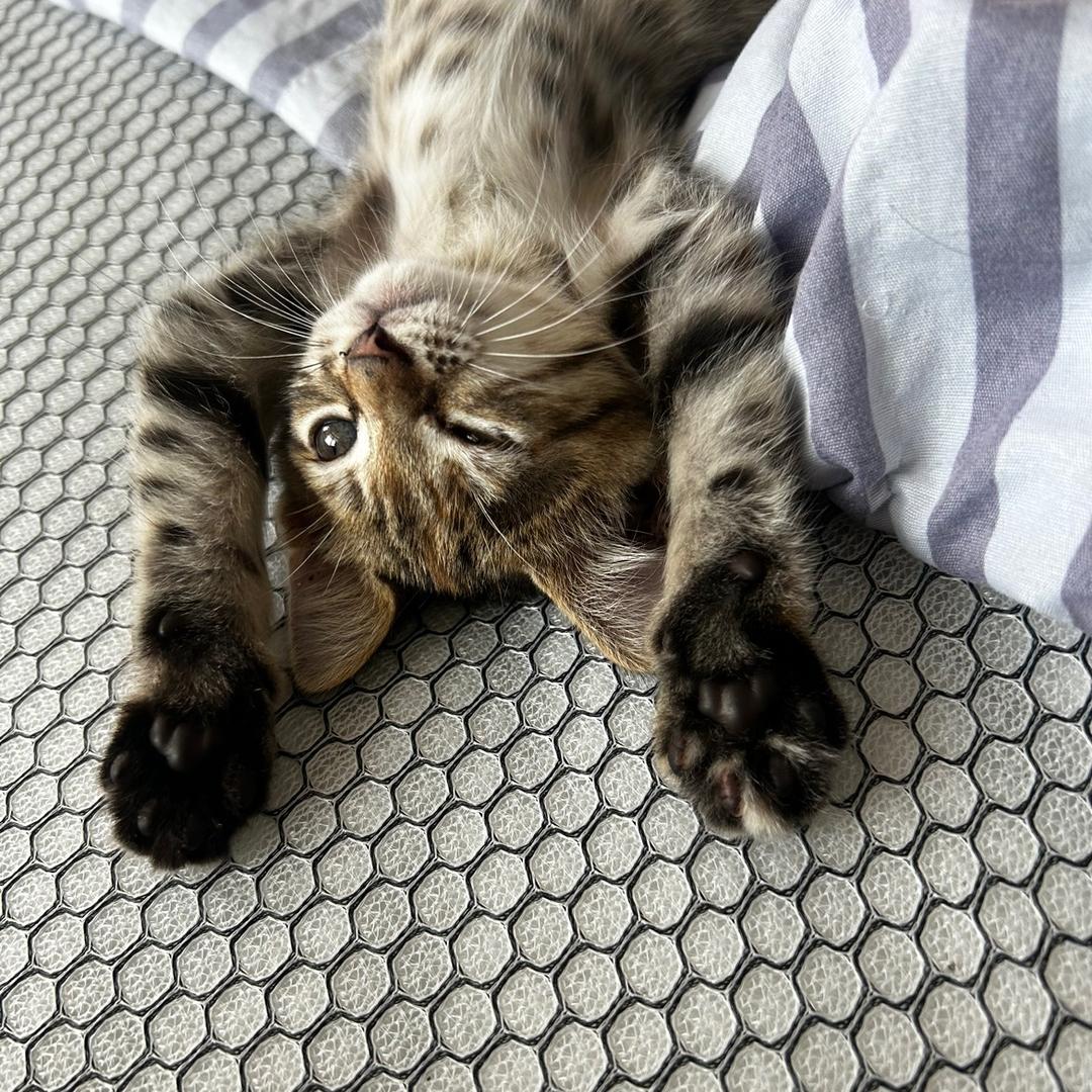 戏精小猫叨乐日常
